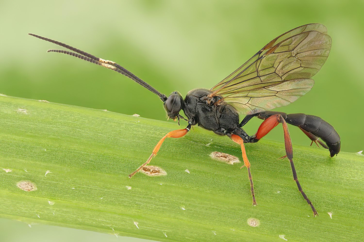 Cratichneumon viator, Ichneumoninae, male, Potštát, Lipná, V Zadku, 24.05.2025, no. 80/25