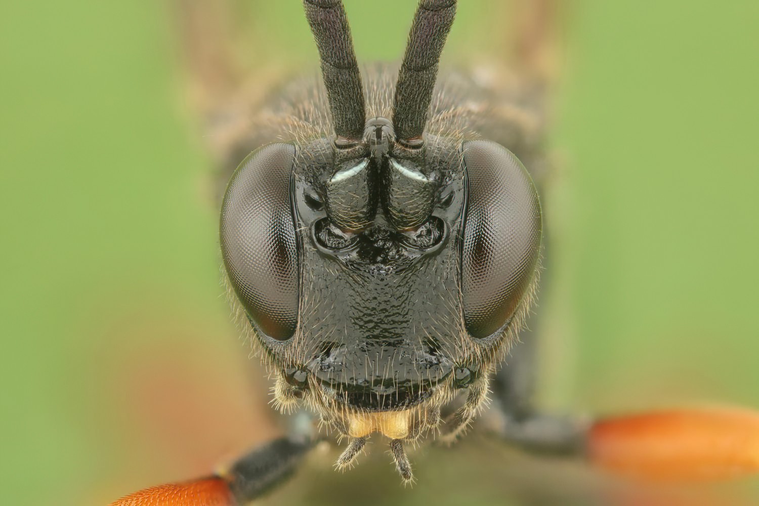 Cratichneumon viator, Ichneumoninae, male, Potštát, Lipná, V Zadku, 24.05.2025, no. 80/25