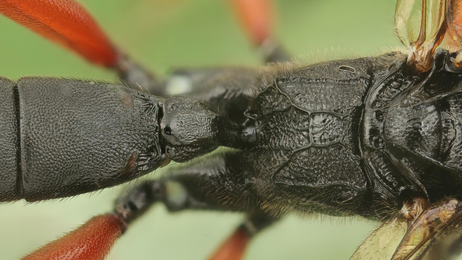 Cratichneumon viator, Ichneumoninae, male, Potštát, Lipná, V Zadku, 24.05.2025, no. 80/25