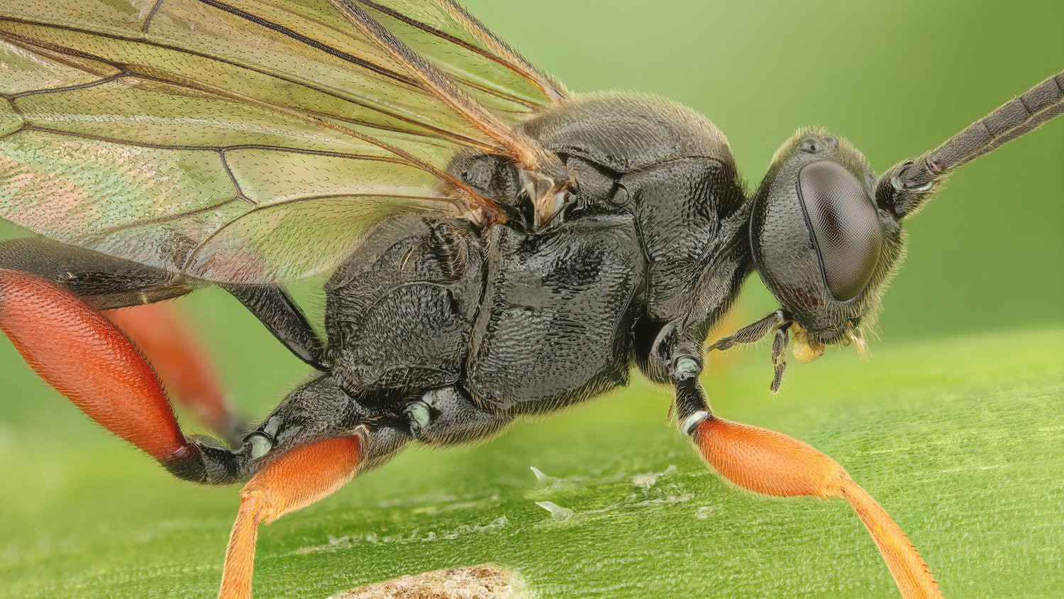 Cratichneumon viator, Ichneumoninae, male, Potštát, Lipná, V Zadku, 24.05.2025, no. 80/25