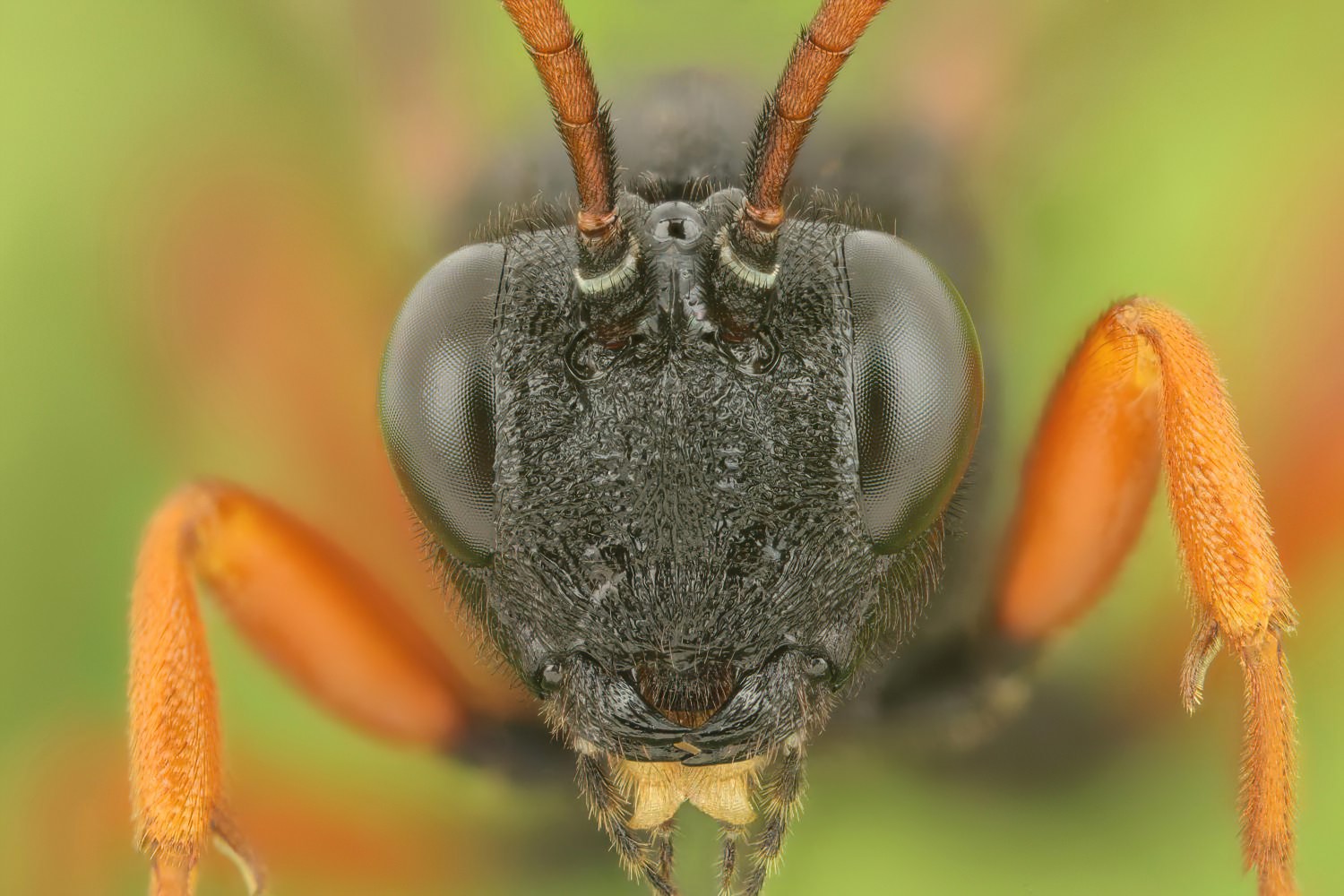 Phaenolobus terebrator, Acaenitinae, female, Potštát, Lipná, V Zadku, 17.08.2025, no. 156/25