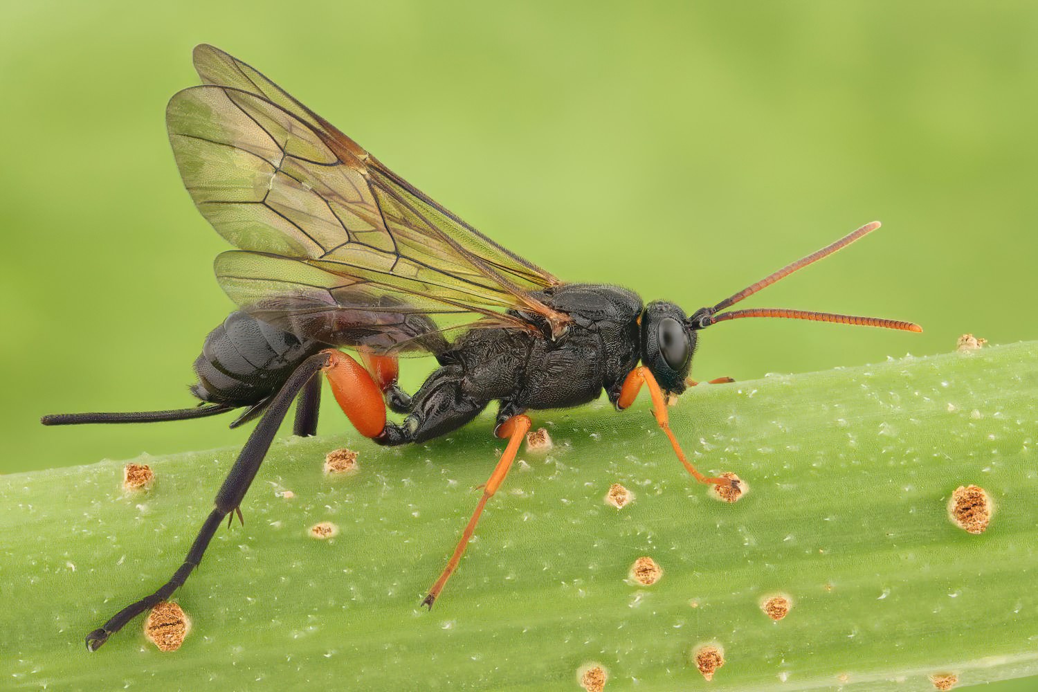 Phaenolobus terebrator, Acaenitinae, female, Potštát, Lipná, V Zadku, 17.08.2025, no. 156/25