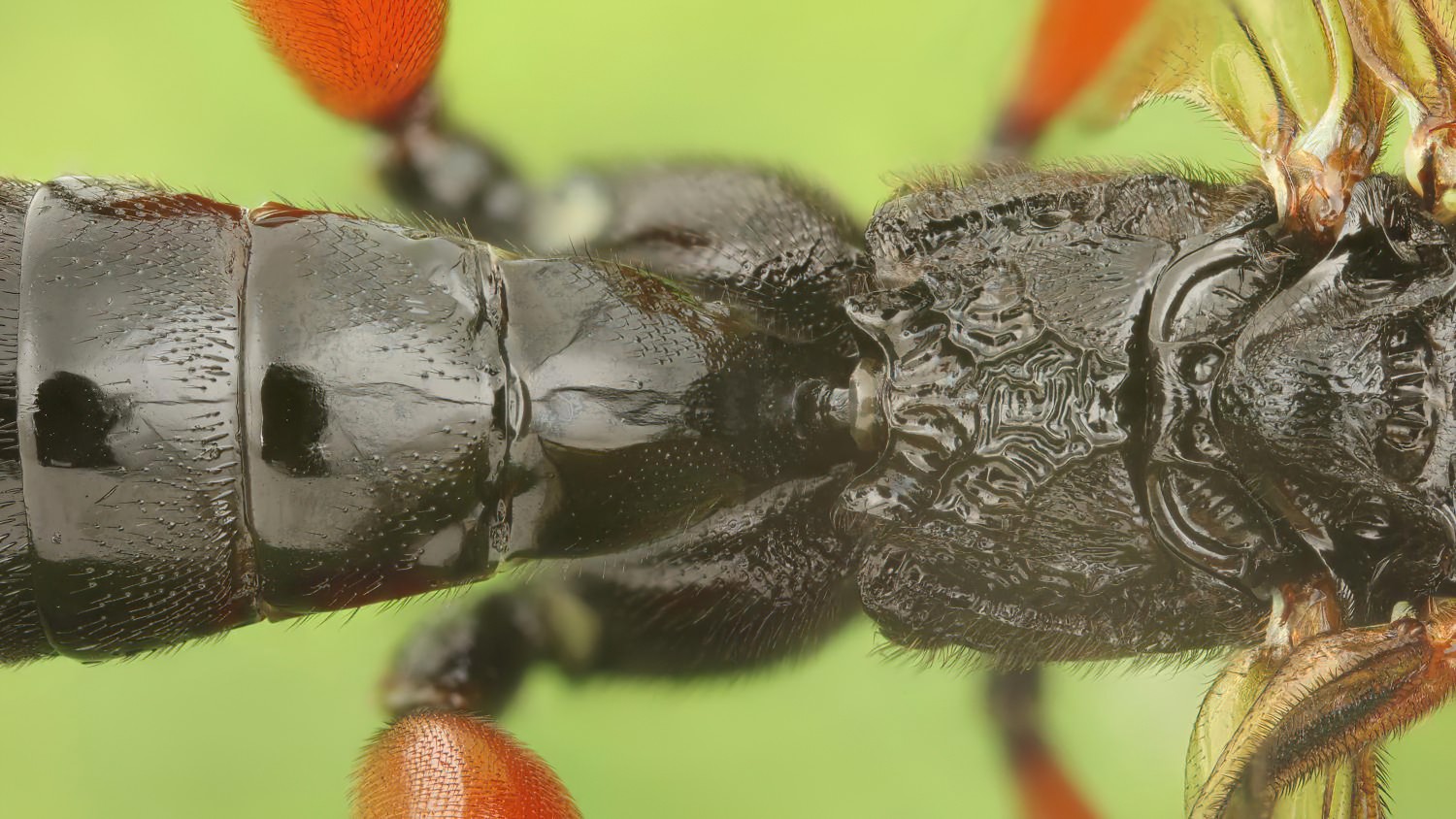 Phaenolobus terebrator, Acaenitinae, female, Potštát, Lipná, V Zadku, 17.08.2025, no. 156/25