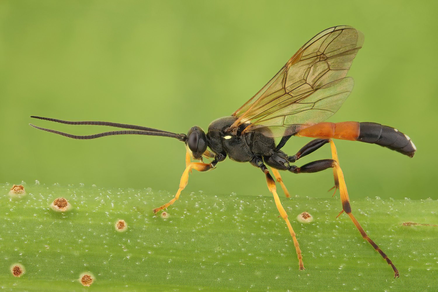 Diphyus raptorius, Ichneumoninae, male, det. Geir Ørsnes, Přerov Čekyně, Žalkov, 16.08.2025, no. 152/25