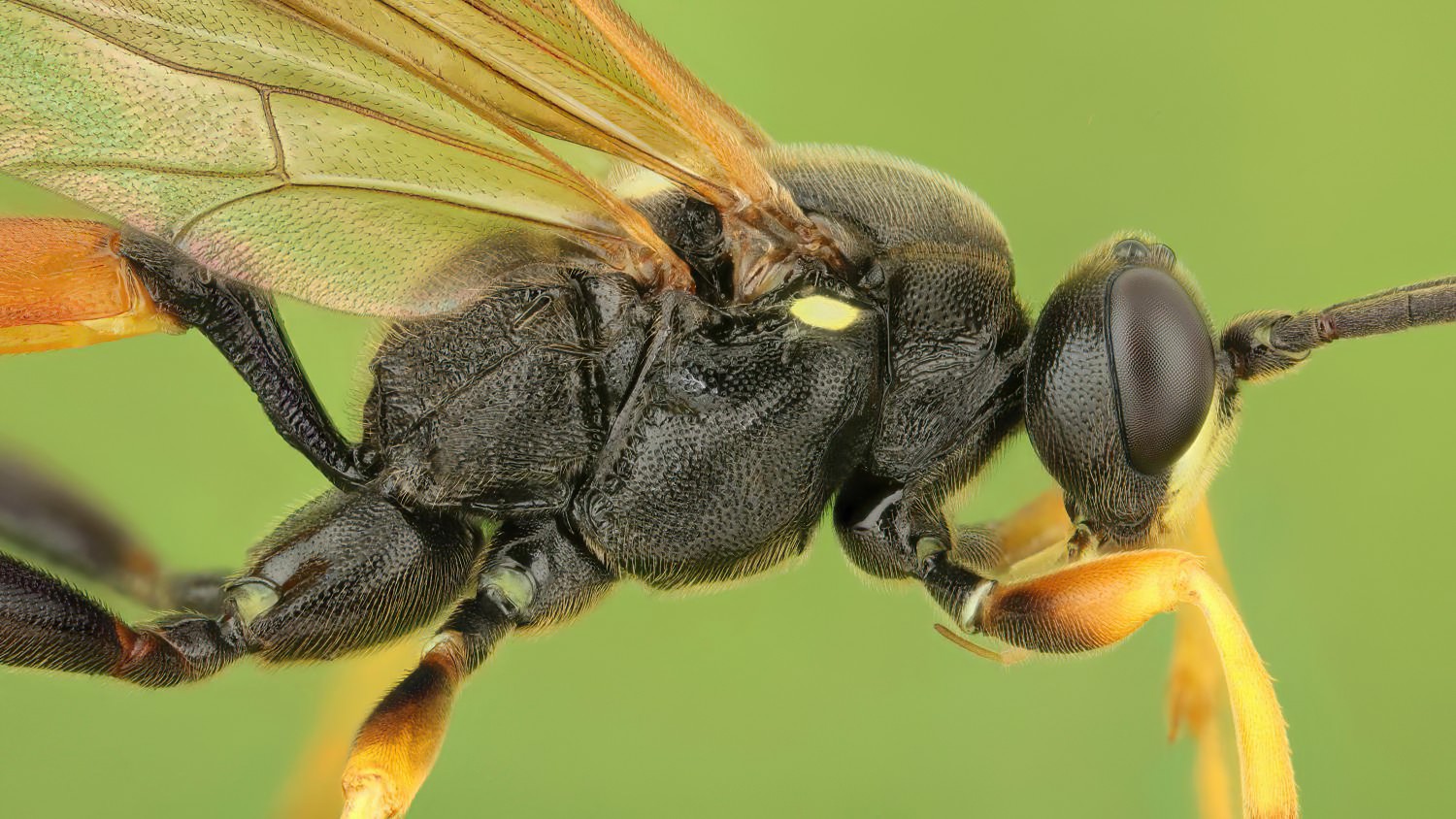 Diphyus raptorius, Ichneumoninae, male, det. Geir Ørsnes, Přerov Čekyně, Žalkov, 16.08.2025, no. 152/25