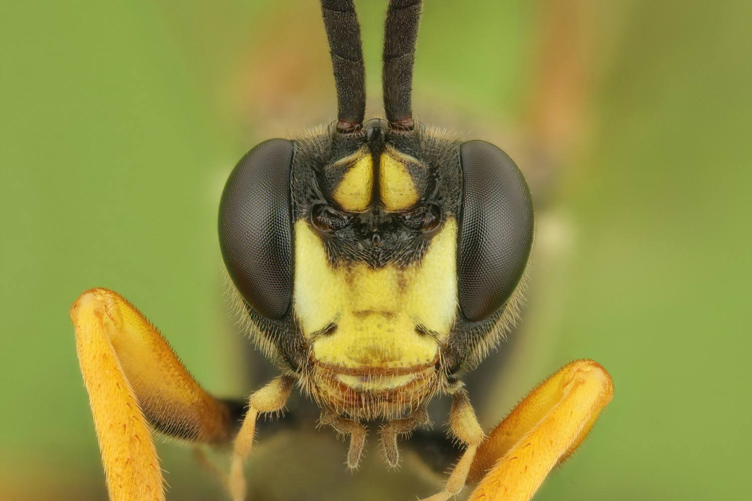 Diphyus raptorius, Ichneumoninae, male, det. Geir Ørsnes, Přerov Čekyně, Žalkov, 16.08.2025, no. 152/25