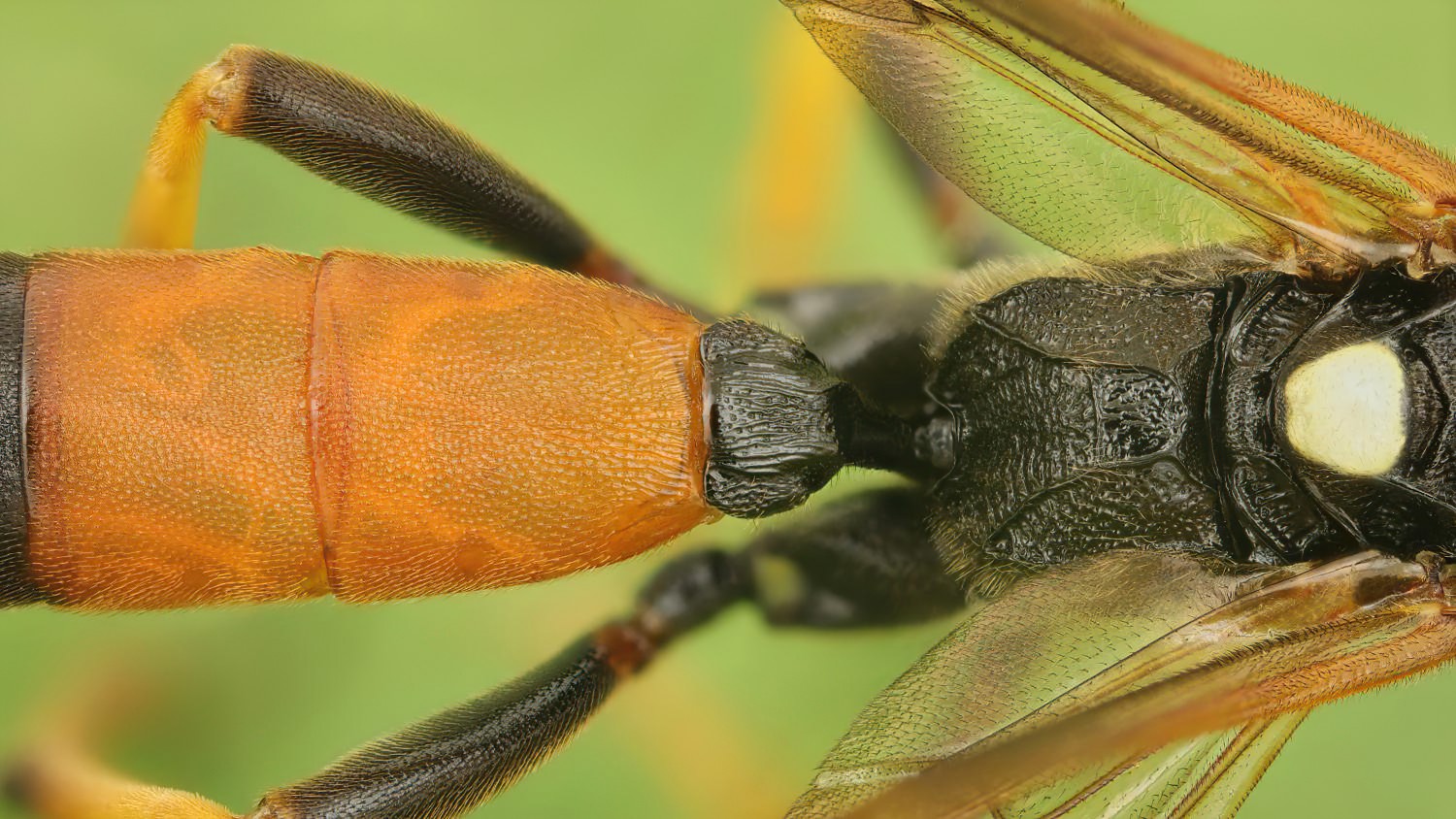 Diphyus raptorius, Ichneumoninae, male, det. Geir Ørsnes, Přerov Čekyně, Žalkov, 16.08.2025, no. 152/25