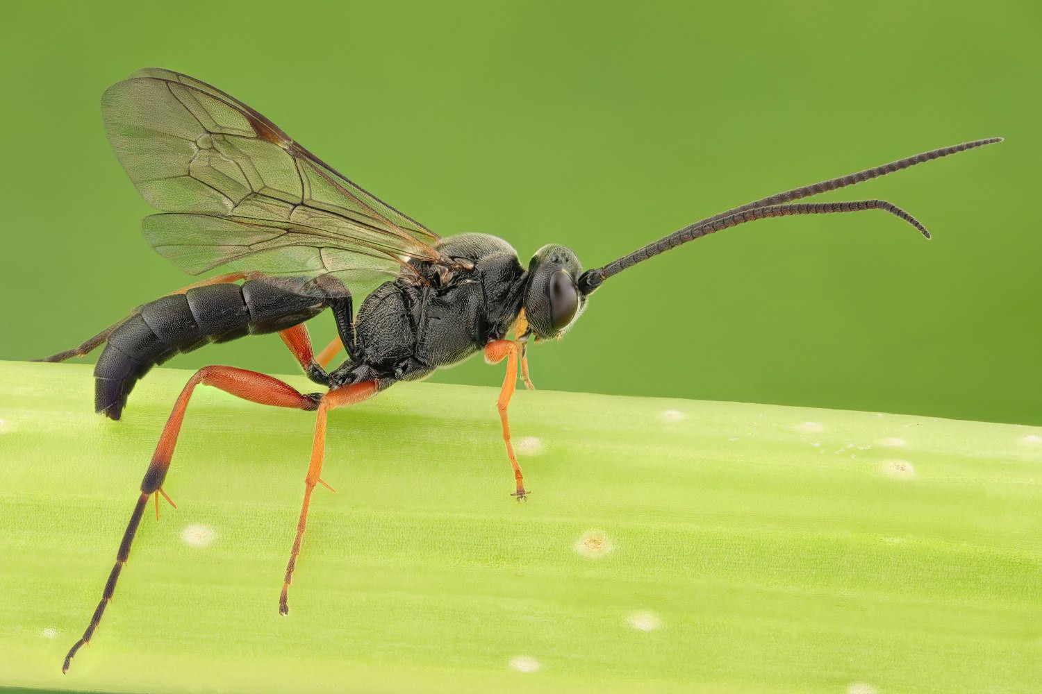 Virgichneumon albosignatus, Ichneumoninae, male, Potštát, Lipná, V Zadku, 29.07.2025, no. 120/25
