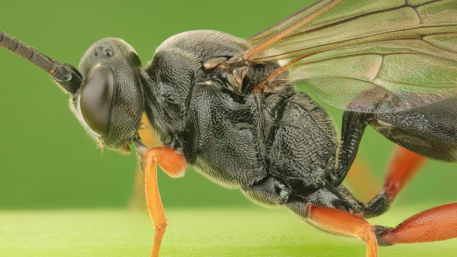 Virgichneumon albosignatus, Ichneumoninae, male, Potštát, Lipná, V Zadku, 29.07.2025, no. 120/25