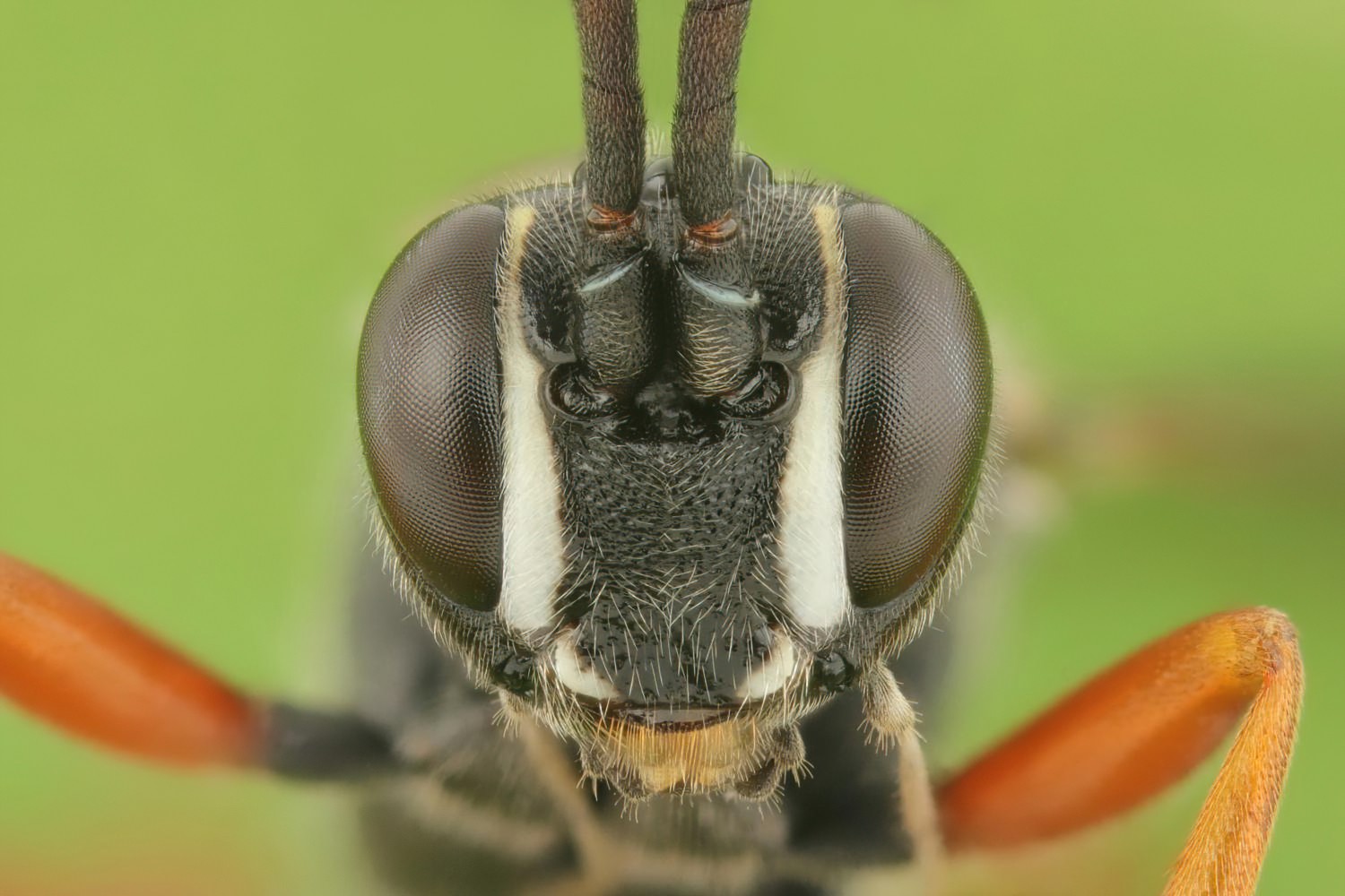 Virgichneumon albosignatus, Ichneumoninae, male, Potštát, Lipná, V Zadku, 29.07.2025, no. 120/25