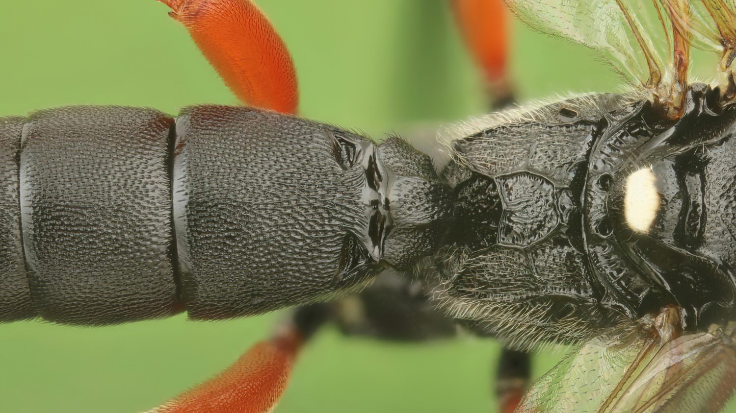 Virgichneumon albosignatus, Ichneumoninae, male, Potštát, Lipná, V Zadku, 29.07.2025, no. 120/25