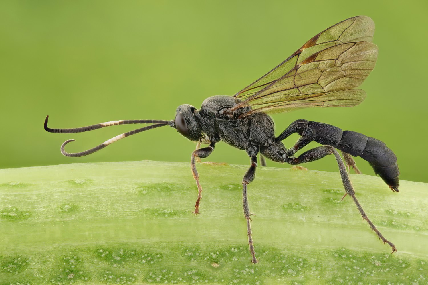 Coelichneumon funebrator, Ichneumoninae, female, Potštát, Lipná, V Zadku, 20.09.2025, no. 172/25