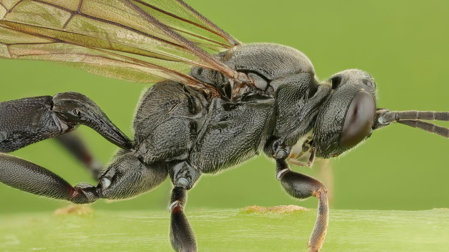 Coelichneumon funebrator, Ichneumoninae, female, Potštát, Lipná, V Zadku, 20.09.2025, no. 172/25