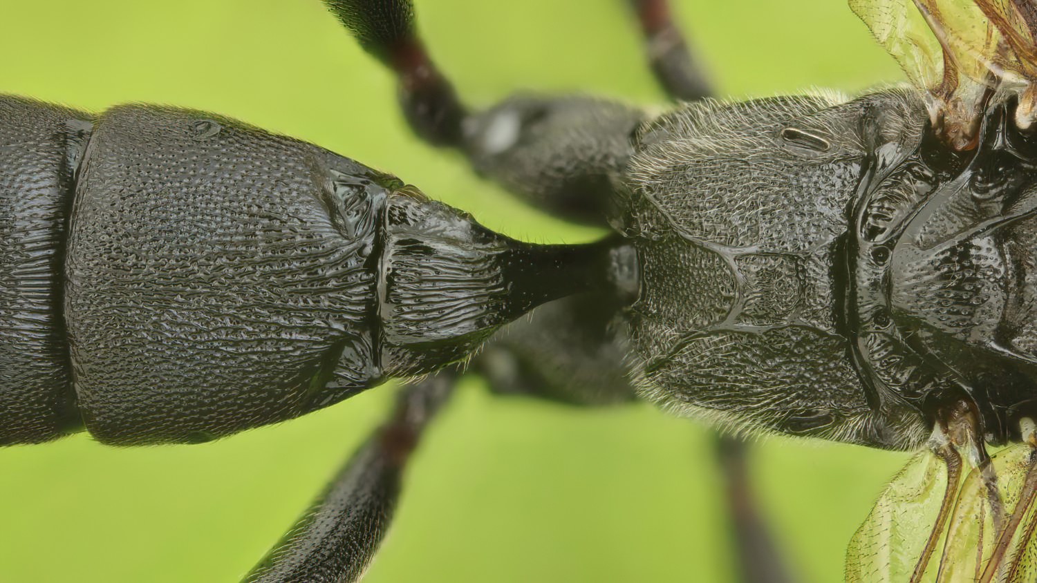 Coelichneumon funebrator, Ichneumoninae, female, Potštát, Lipná, V Zadku, 20.09.2025, no. 172/25