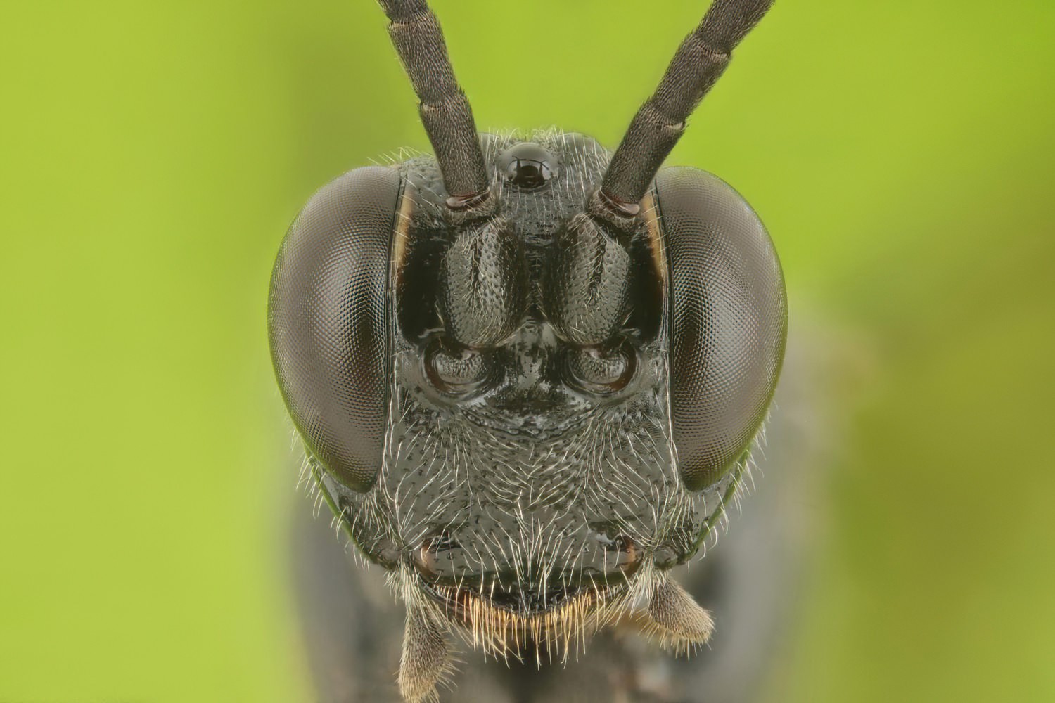 Coelichneumon funebrator, Ichneumoninae, female, Potštát, Lipná, V Zadku, 20.09.2025, no. 172/25