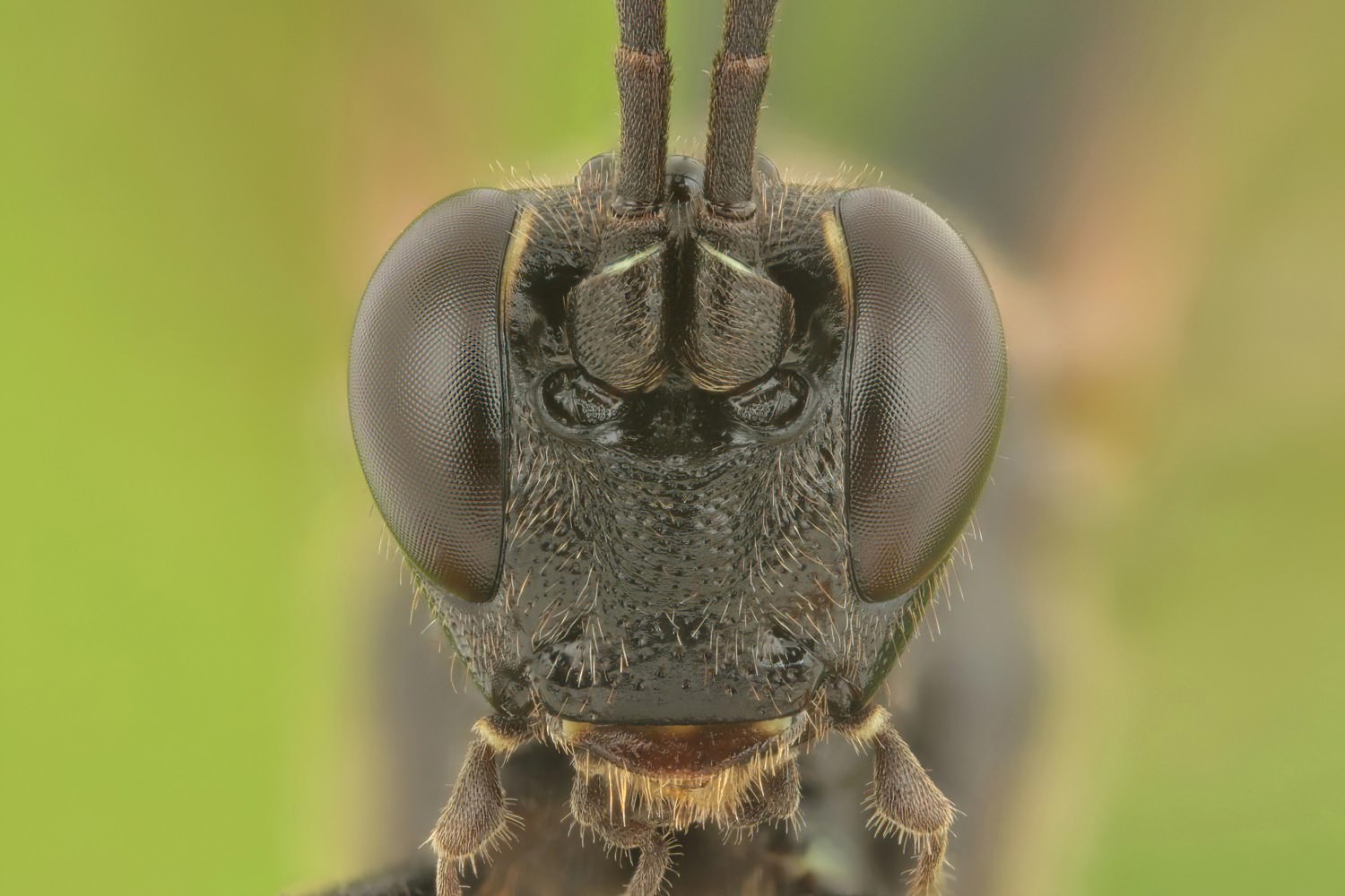 Limerodops elongatus, Ichneumoninae, female, Potštát, Lipná, V Zadku, 20.09.2025, no. 170/25