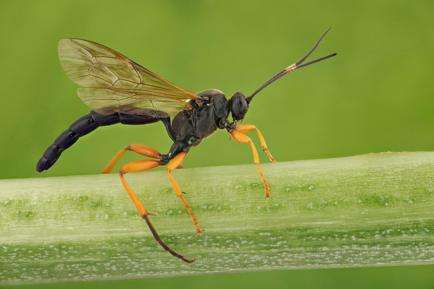Limerodops elongatus, Ichneumoninae, female, Potštát, Lipná, V Zadku, 20.09.2025, no. 170/25