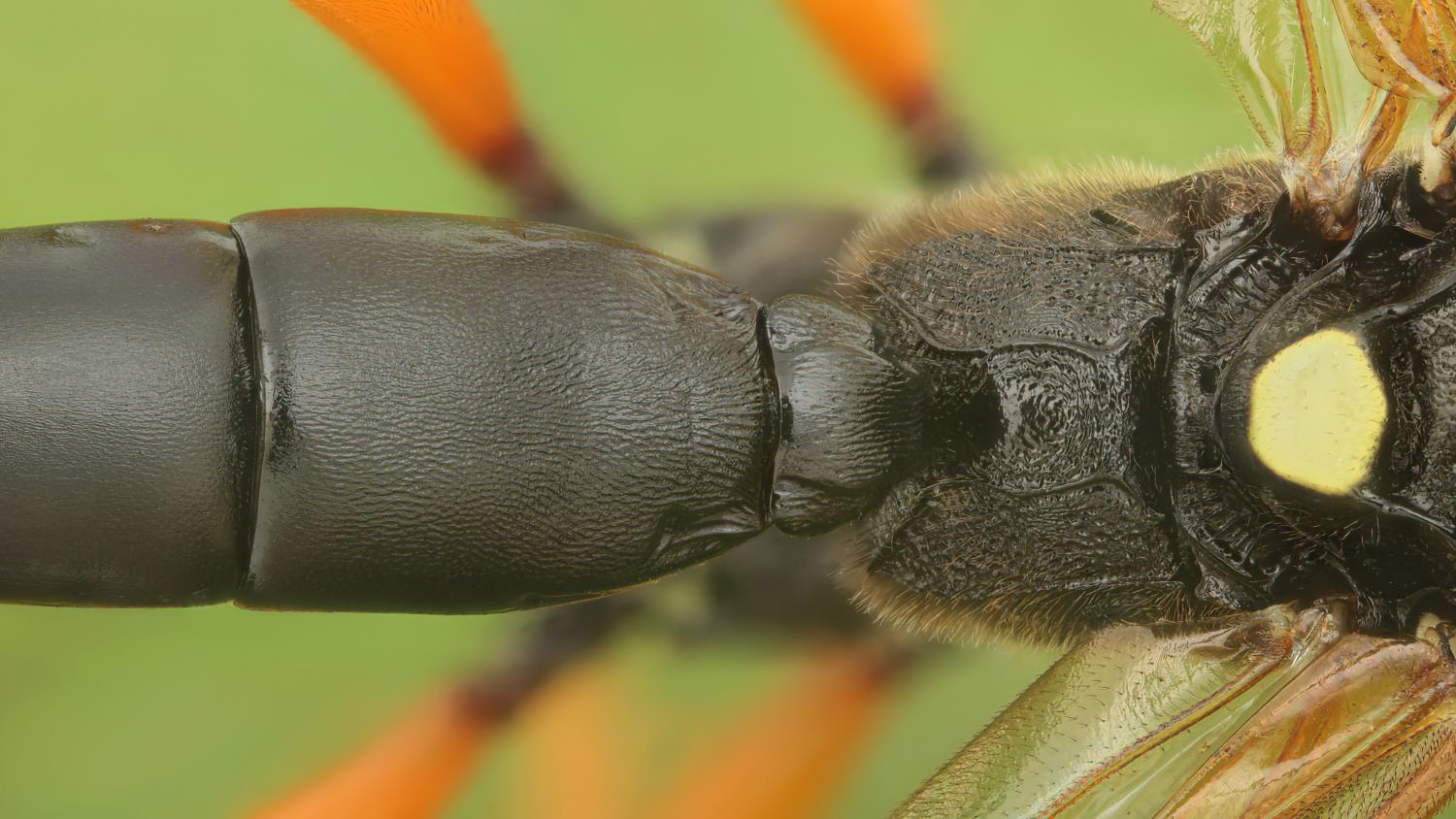 Limerodops elongatus, Ichneumoninae, female, Potštát, Lipná, V Zadku, 20.09.2025, no. 170/25