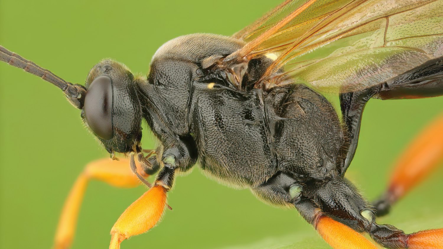 Limerodops elongatus, Ichneumoninae, female, Potštát, Lipná, V Zadku, 20.09.2025, no. 170/25