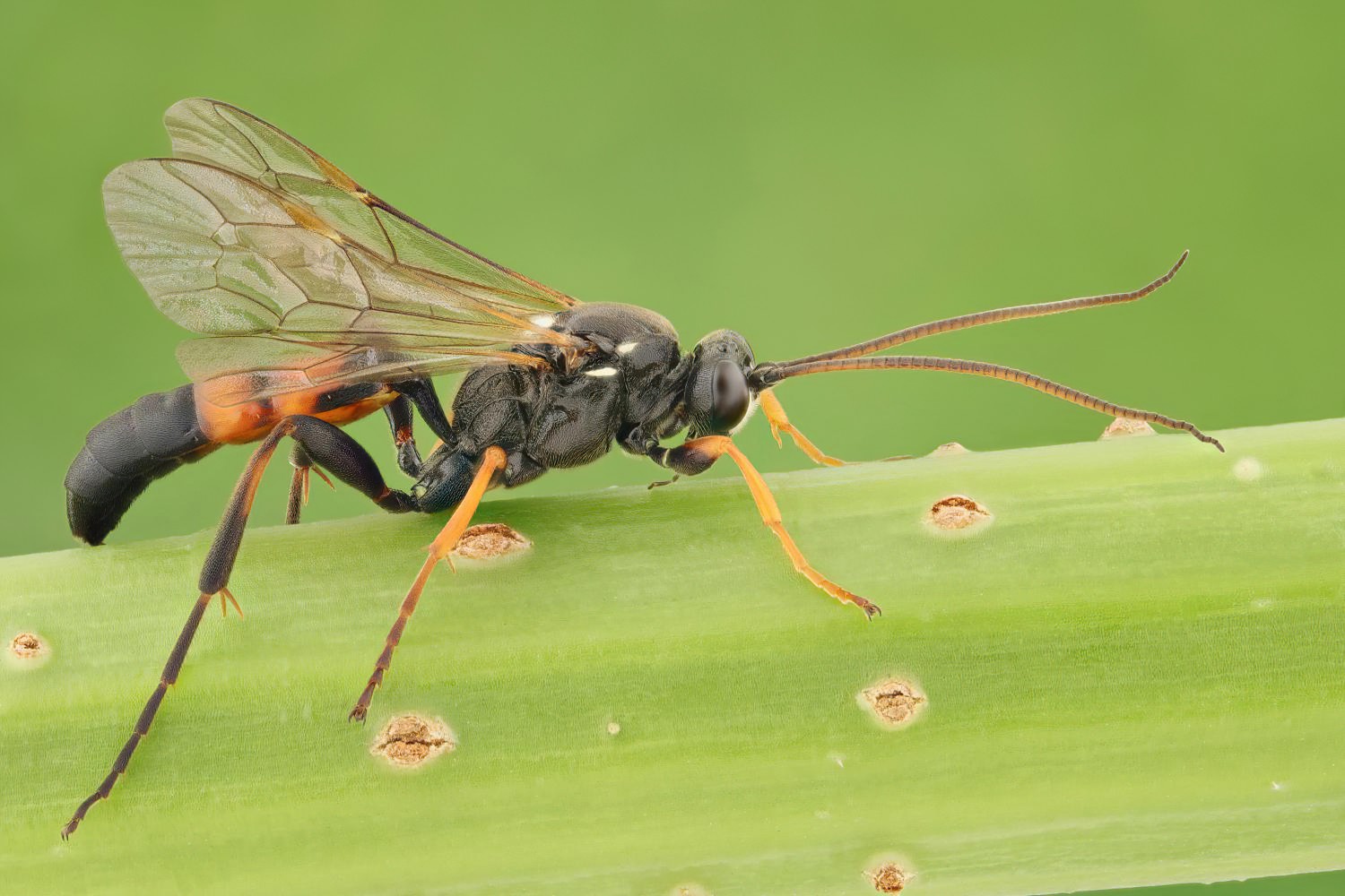 Ichneumon balteatus/cerebrosus, Ichneumoninae, male, Potštát, Lipná, V Zadku, 29.07.2025, no. 122/25