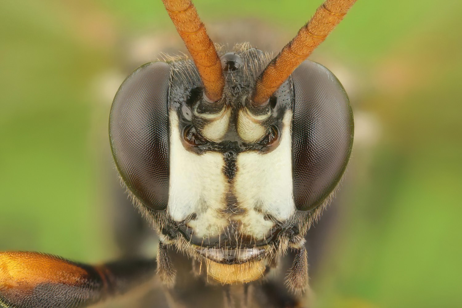 Ichneumon balteatus/cerebrosus, Ichneumoninae, male, Potštát, Lipná, V Zadku, 29.07.2025, no. 122/25