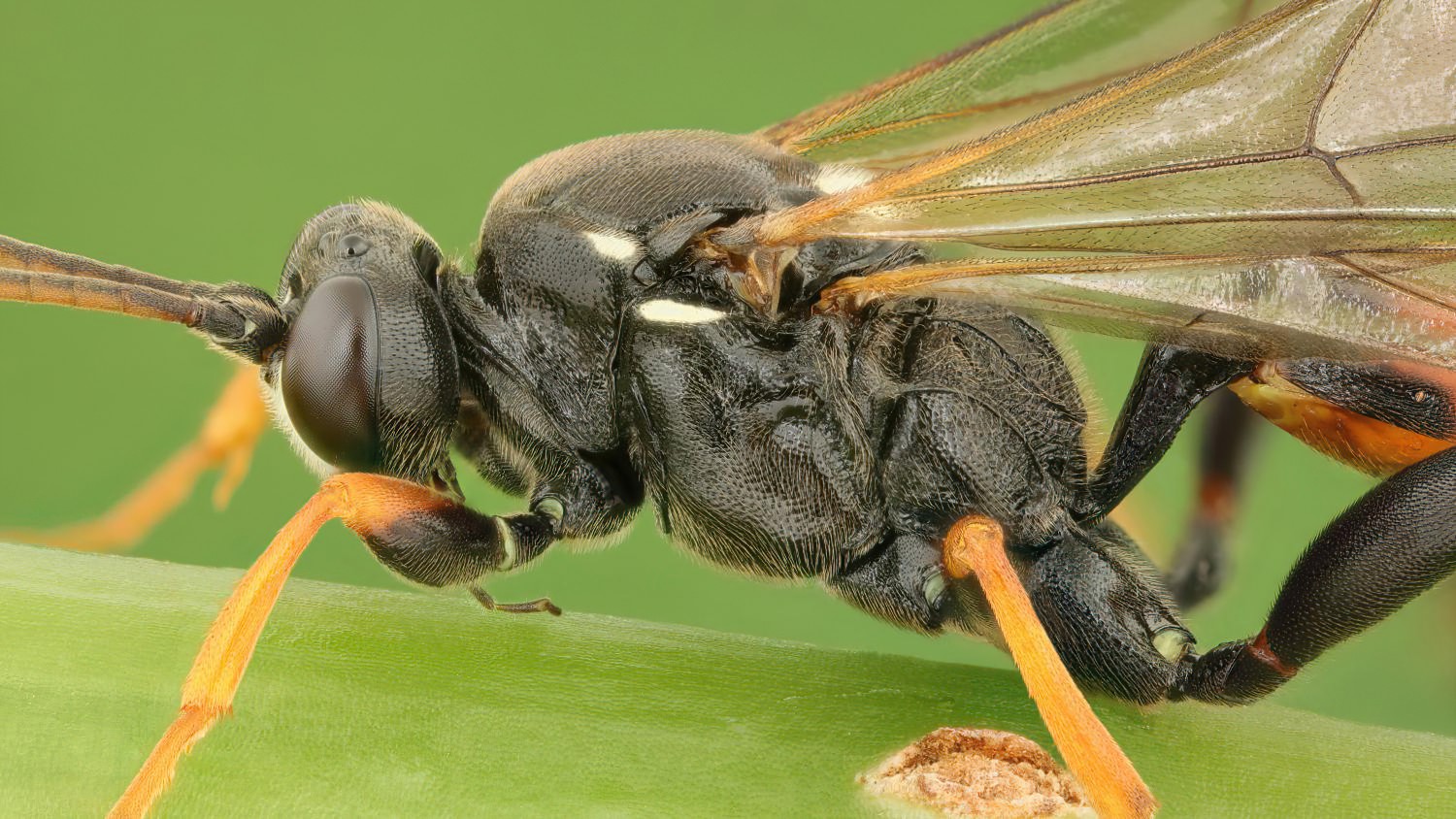 Ichneumon balteatus/cerebrosus, Ichneumoninae, male, Potštát, Lipná, V Zadku, 29.07.2025, no. 122/25