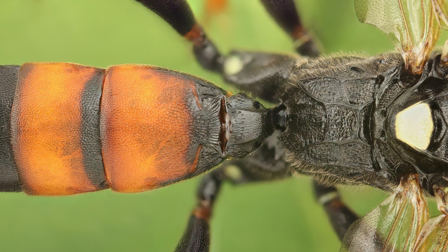 Ichneumon balteatus/cerebrosus, Ichneumoninae, male, Potštát, Lipná, V Zadku, 29.07.2025, no. 122/25