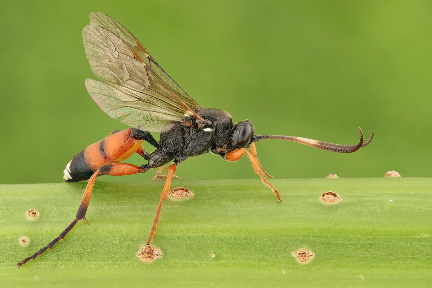 Ichneumon balteatus, Ichneumoninae, female, Přerov Čekyně, 30.07.2025, no. 128/25