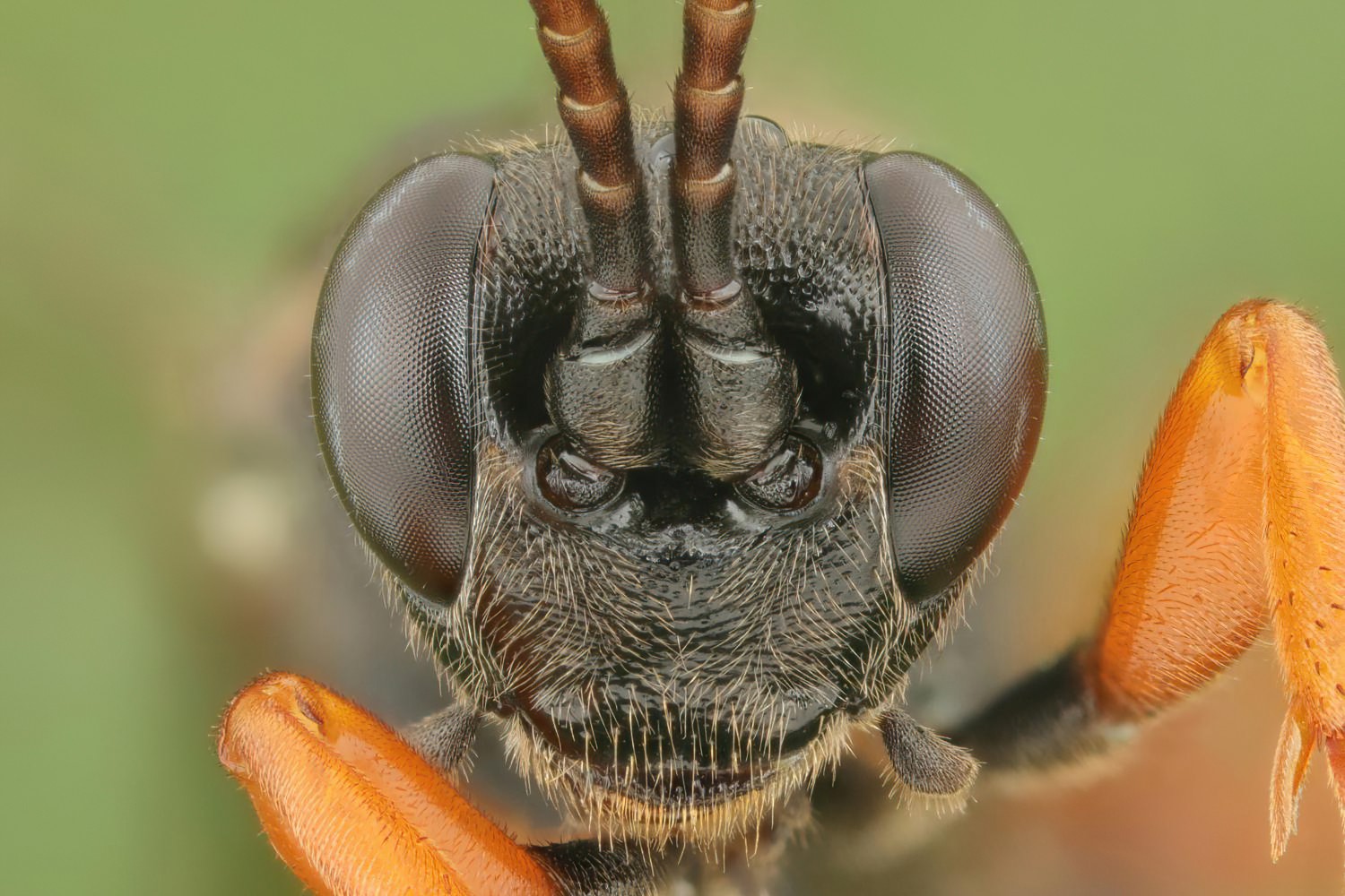 Ichneumon balteatus, Ichneumoninae, female, Přerov Čekyně, 30.07.2025, no. 128/25