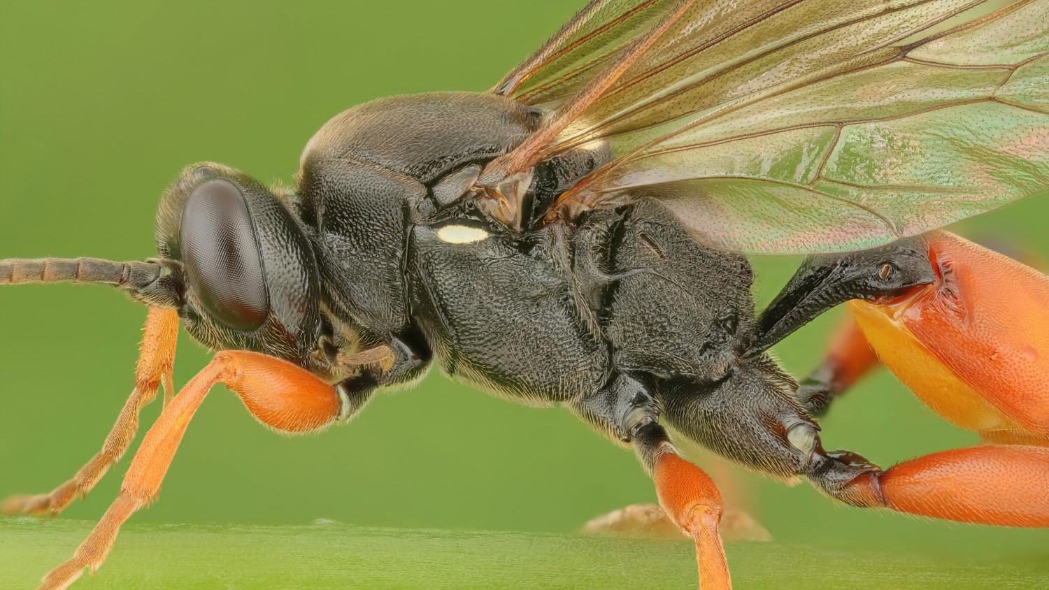 Ichneumon balteatus, Ichneumoninae, female, Přerov Čekyně, 30.07.2025, no. 128/25