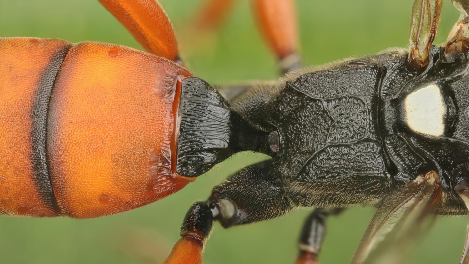 Ichneumon balteatus, Ichneumoninae, female, Přerov Čekyně, 30.07.2025, no. 128/25