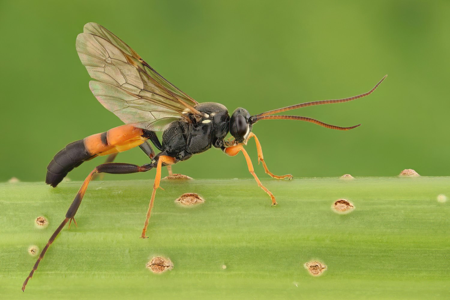 Ichneumon balteatus, Ichneumoninae, male, Přerov Čekyně, 30.07.2025, no. 127/25