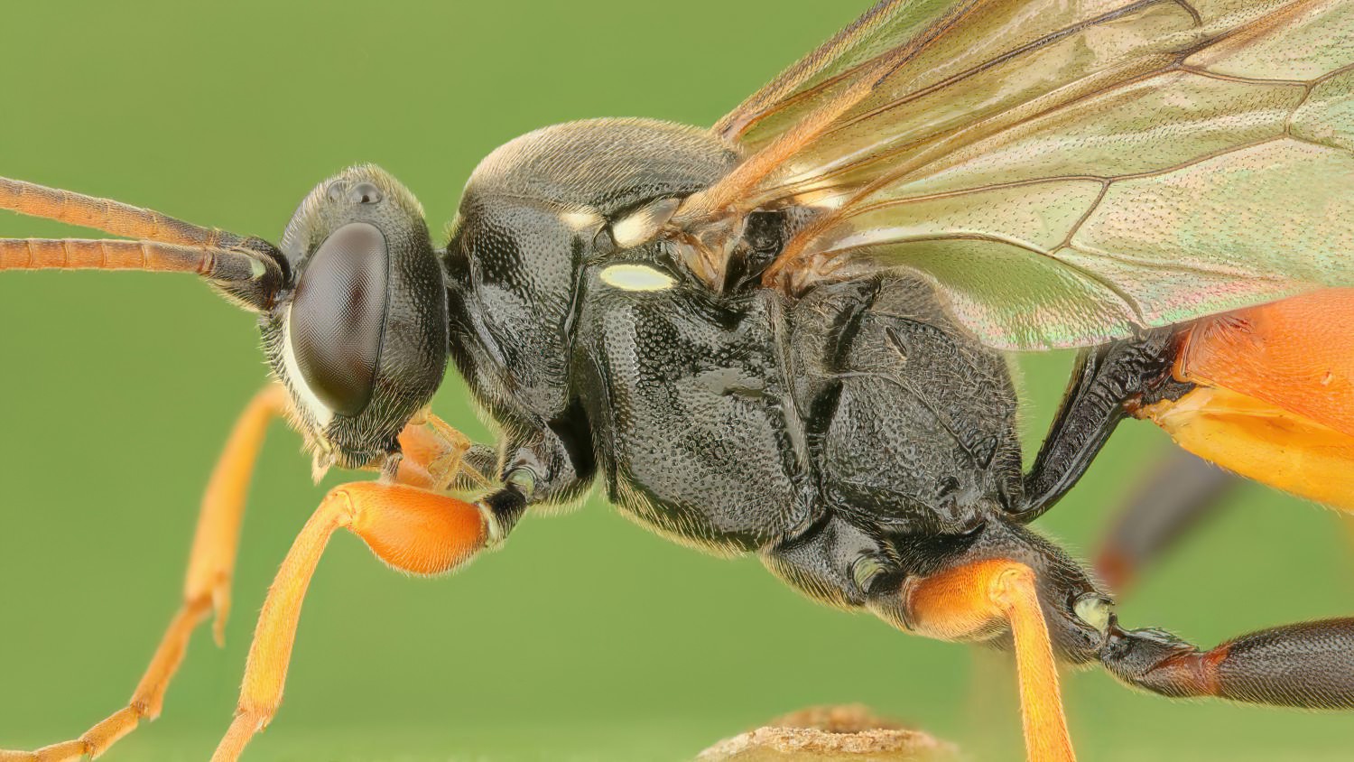Ichneumon balteatus, Ichneumoninae, male, Přerov Čekyně, 30.07.2025, no. 127/25