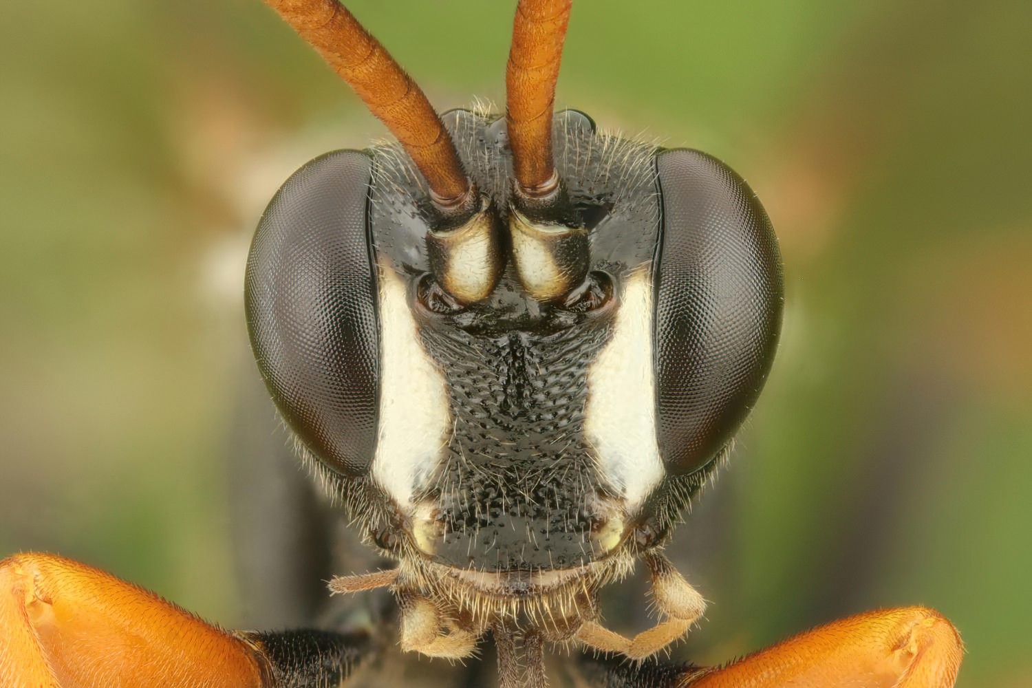 Ichneumon balteatus, Ichneumoninae, male, Přerov Čekyně, 30.07.2025, no. 127/25
