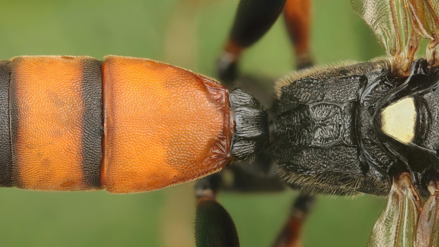 Ichneumon balteatus, Ichneumoninae, male, Přerov Čekyně, 30.07.2025, no. 127/25