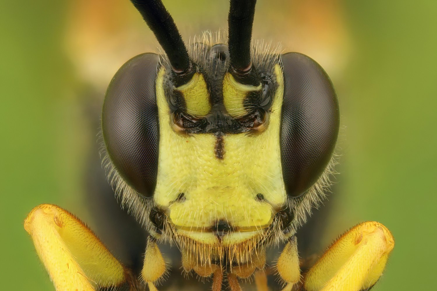 Ichneumon terminatorius, Ichneumoninae, male, Potštát, Lipná, V Zadku, 02.08.2025, no. 132/25