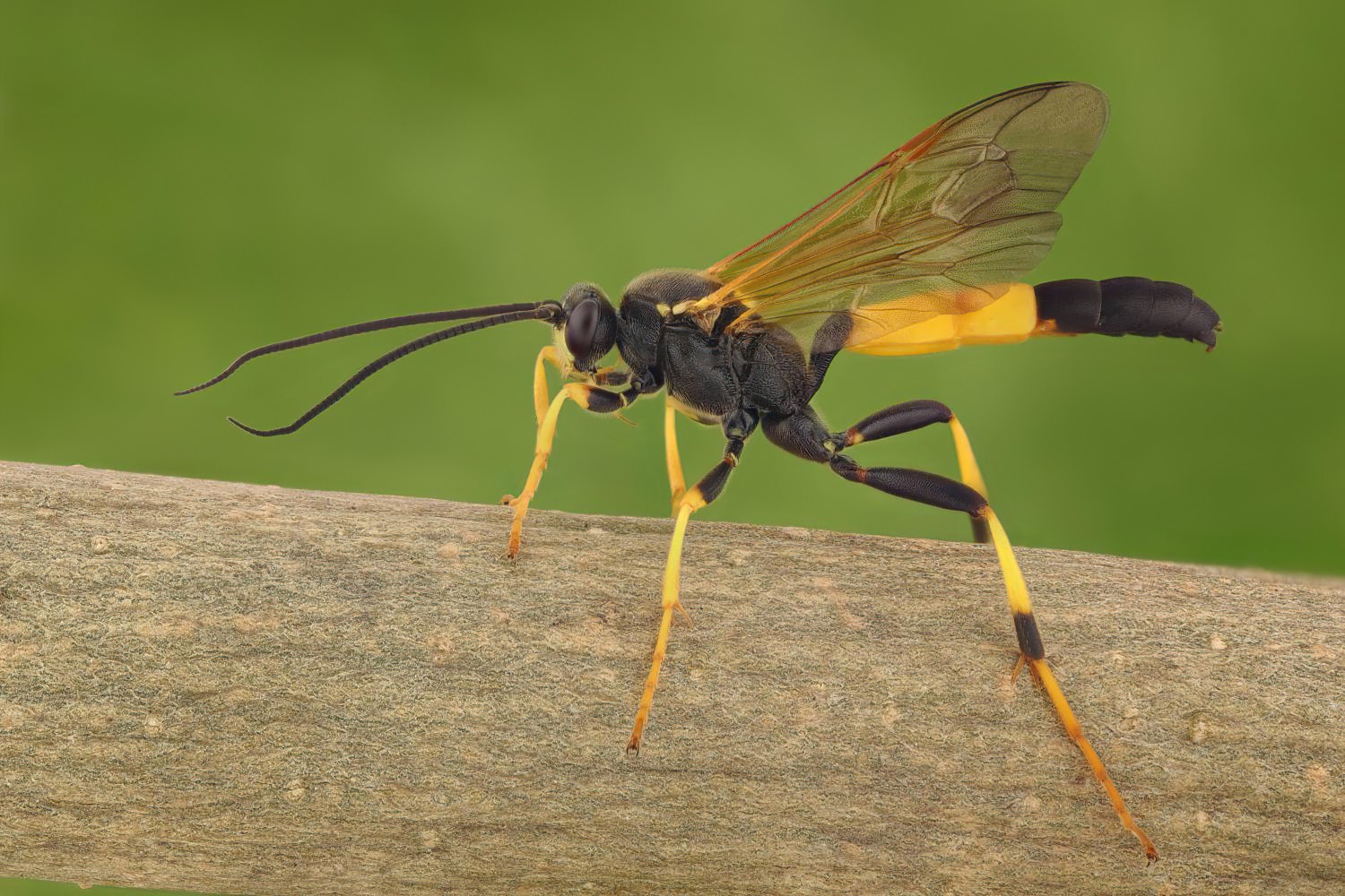 Ichneumon terminatorius, Ichneumoninae, male, Potštát, Lipná, V Zadku, 02.08.2025, no. 132/25