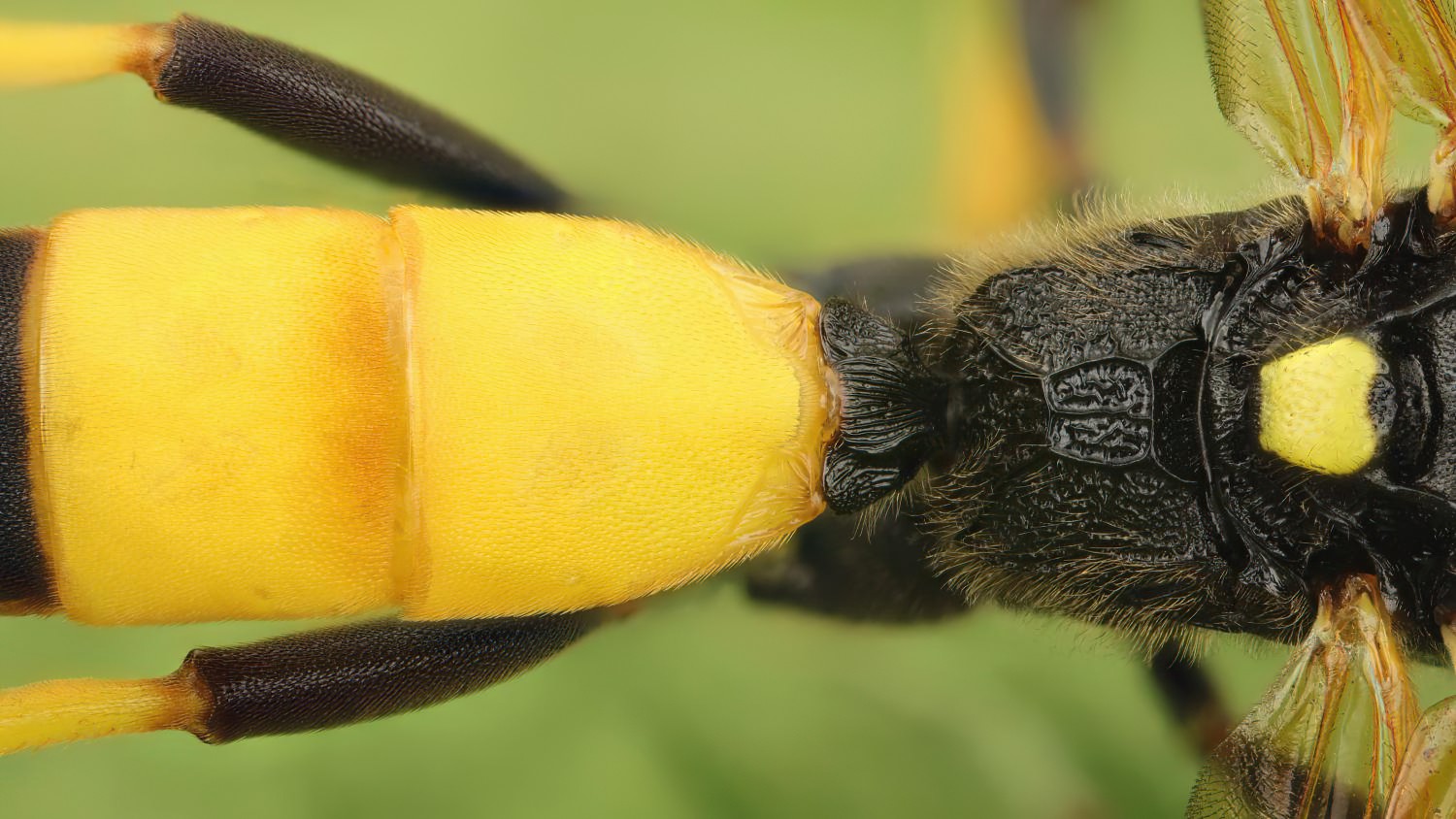 Ichneumon terminatorius, Ichneumoninae, male, Potštát, Lipná, V Zadku, 02.08.2025, no. 132/25