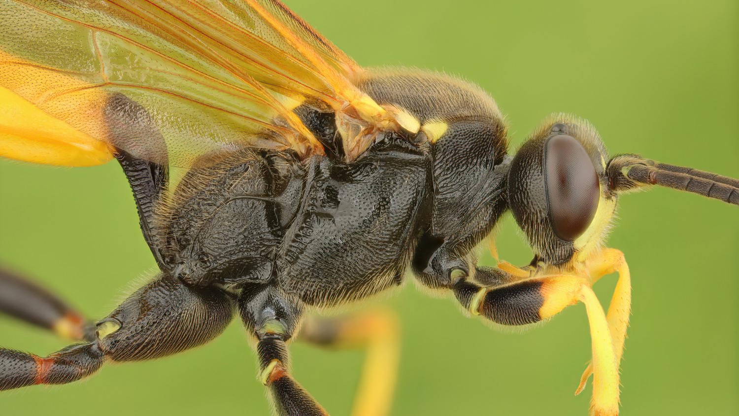 Ichneumon terminatorius, Ichneumoninae, male, Potštát, Lipná, V Zadku, 02.08.2025, no. 132/25