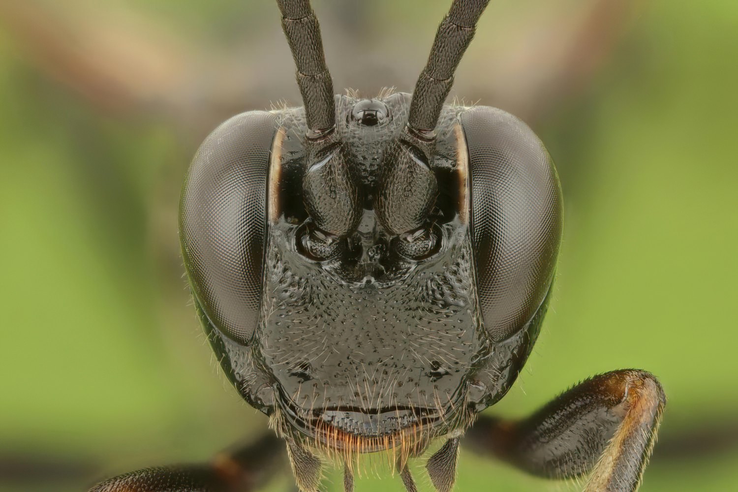 Coelichneumon biguttulatus, Ichneumoninae, female, Přerov Čekyně, 05.09.2025, no. 165/25