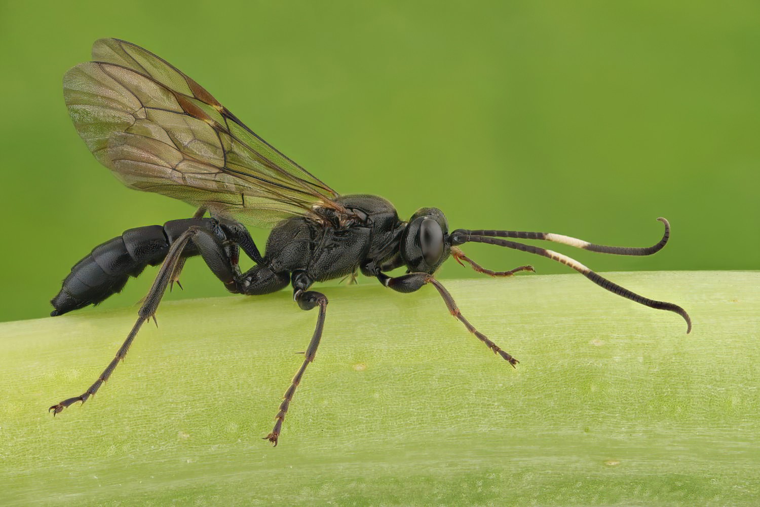 Coelichneumon biguttulatus, Ichneumoninae, female, Přerov Čekyně, 05.09.2025, no. 165/25