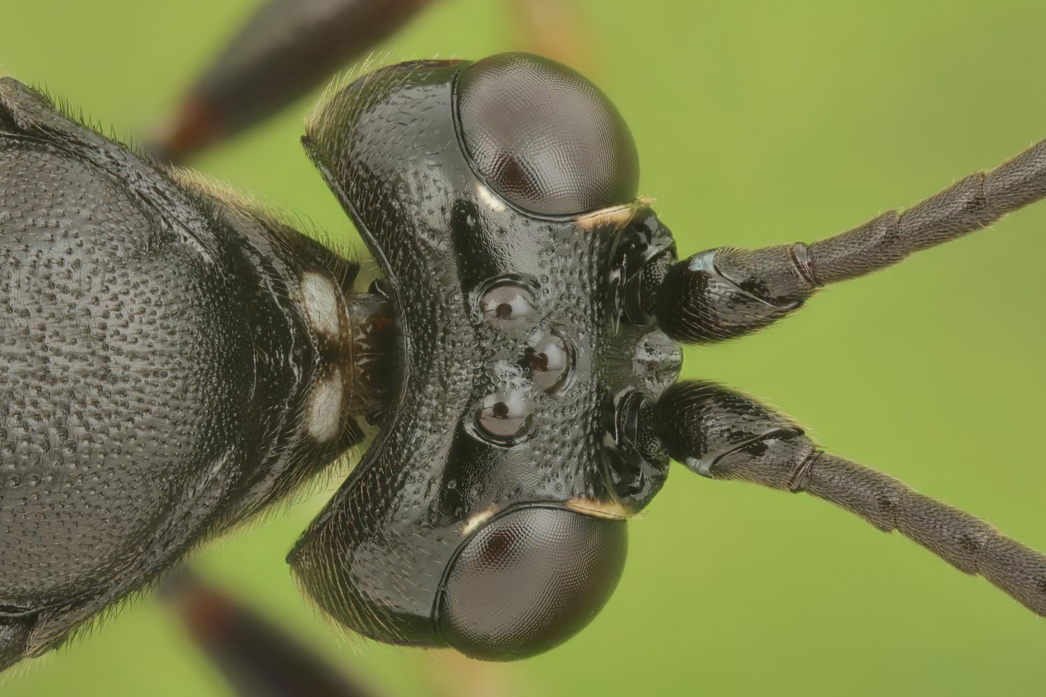 Coelichneumon biguttulatus, Ichneumoninae, female, Přerov Čekyně, 05.09.2025, no. 165/25