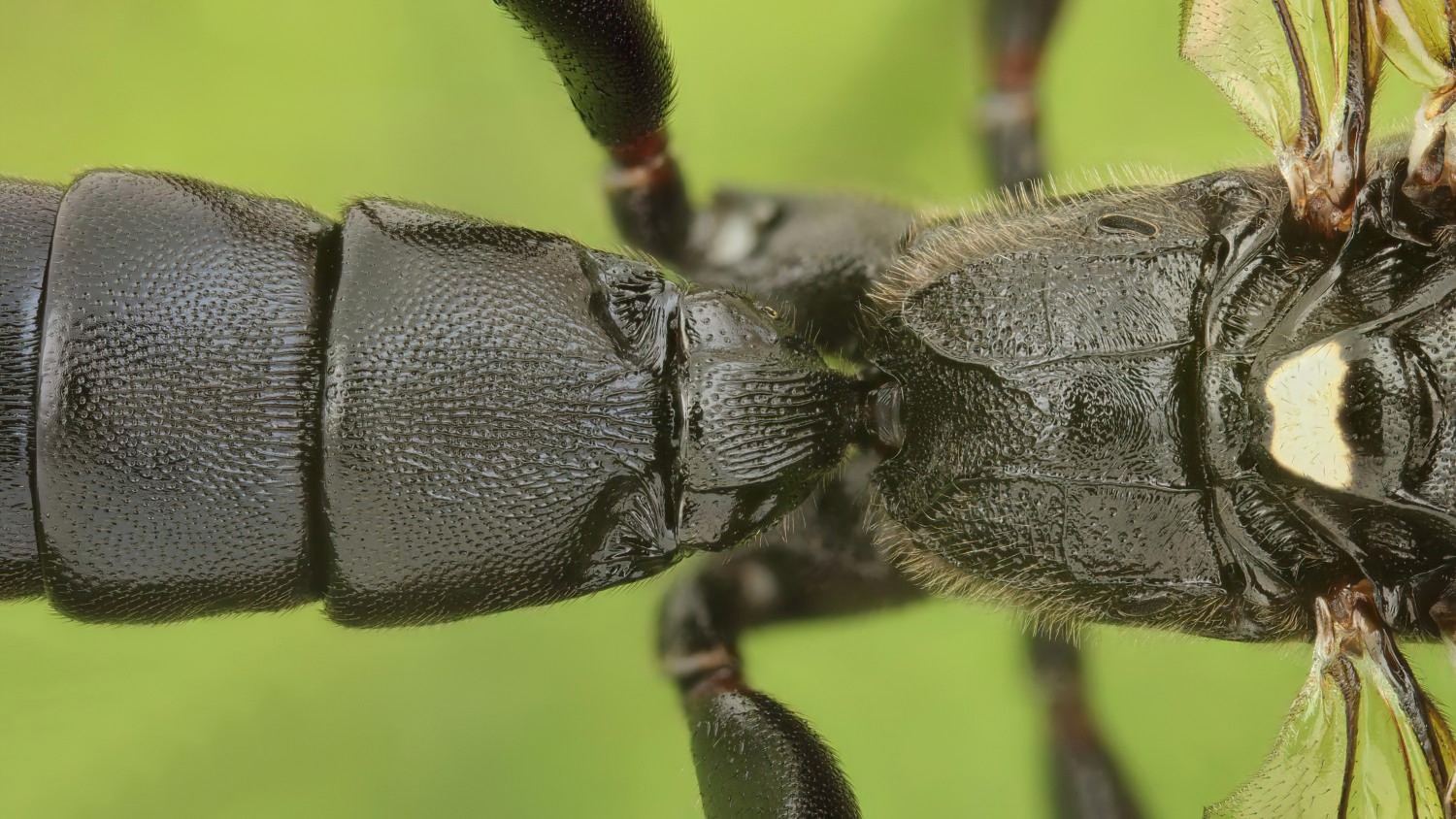 Coelichneumon biguttulatus, Ichneumoninae, female, Přerov Čekyně, 05.09.2025, no. 165/25