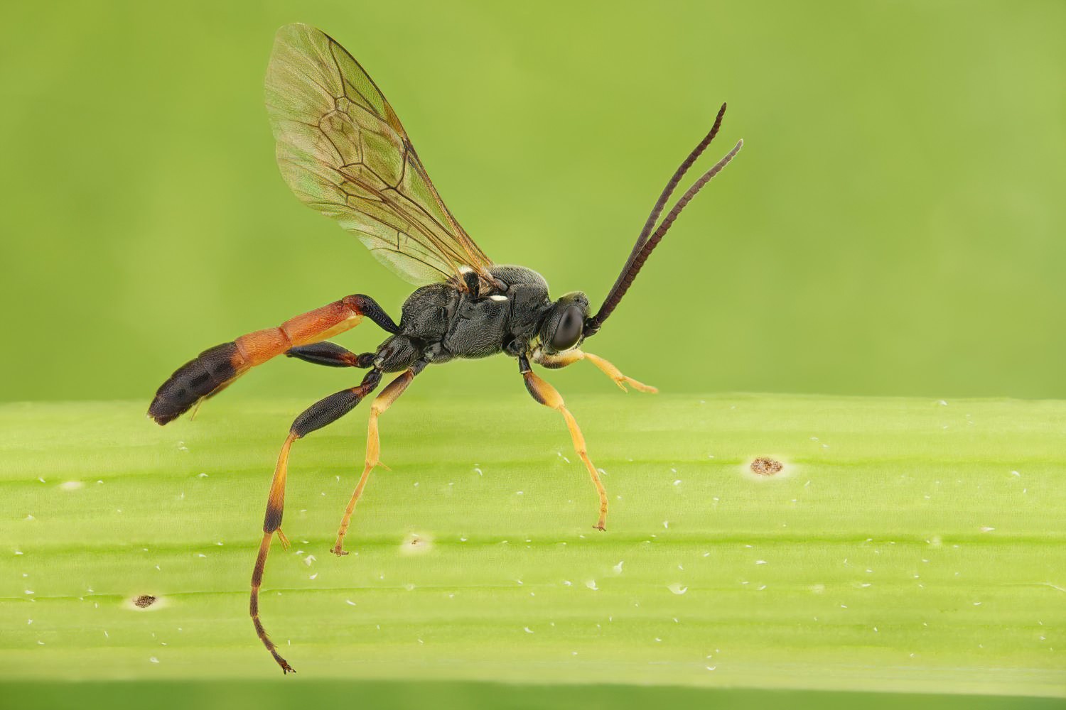 Ichneumon proletarius, Ichneumoninae, male, Pavlovice u Přerova, rybník, 14.08.2025, no. 145/25