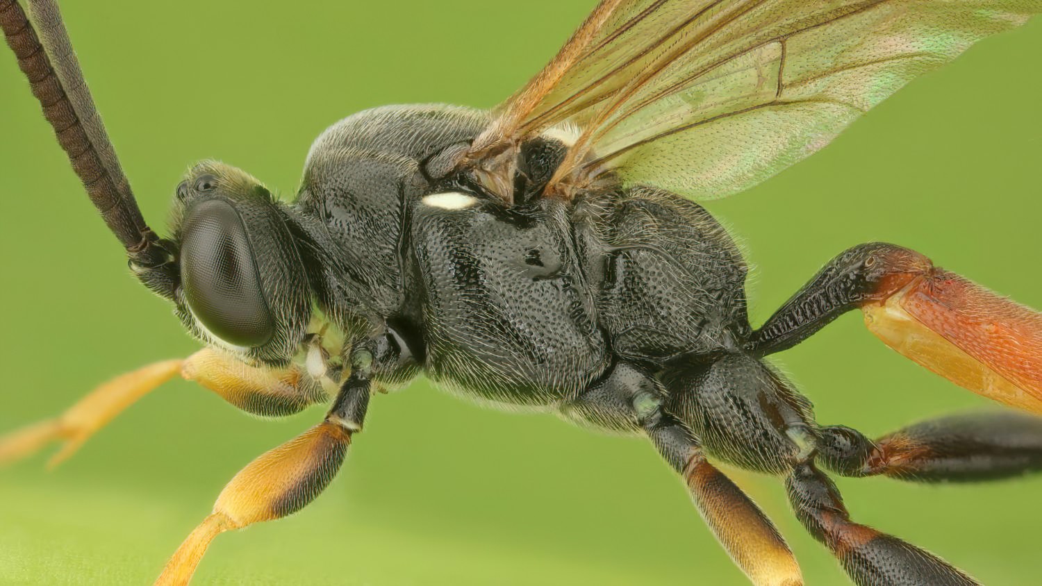 Ichneumon proletarius, Ichneumoninae, male, Pavlovice u Přerova, rybník, 14.08.2025, no. 145/25