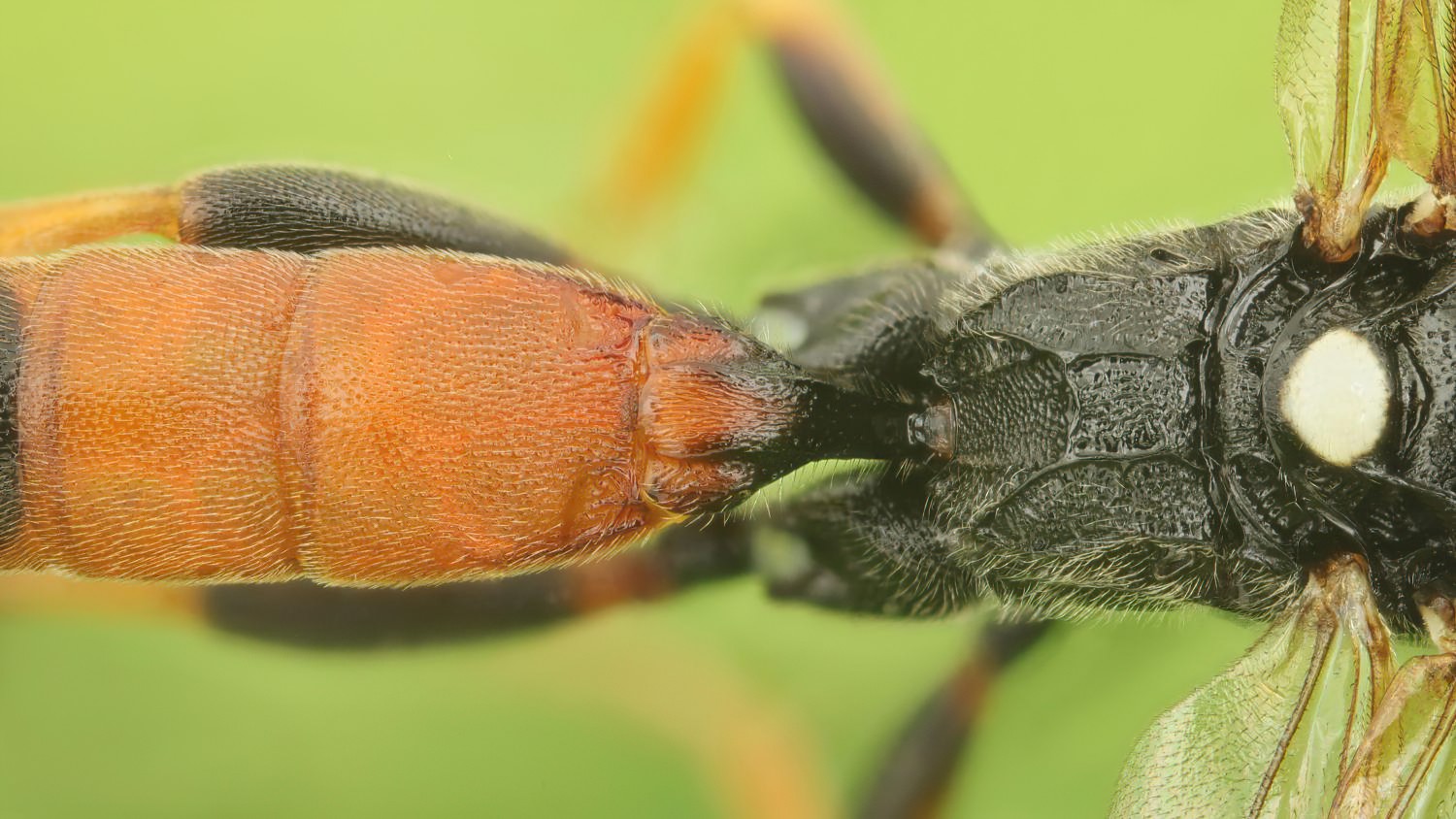 Ichneumon proletarius, Ichneumoninae, male, Pavlovice u Přerova, rybník, 14.08.2025, no. 145/25