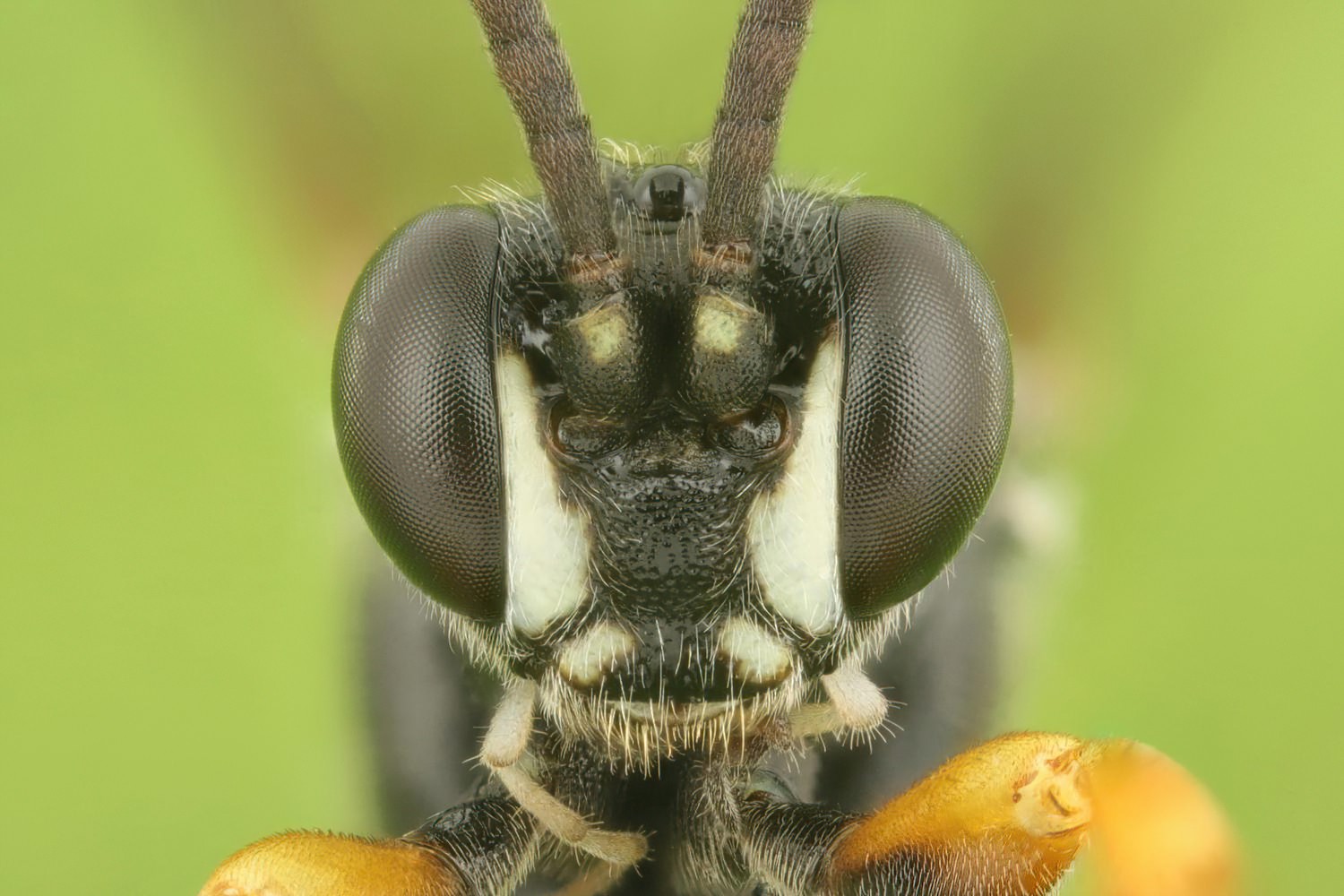 Ichneumon proletarius, Ichneumoninae, male, Pavlovice u Přerova, rybník, 14.08.2025, no. 145/25