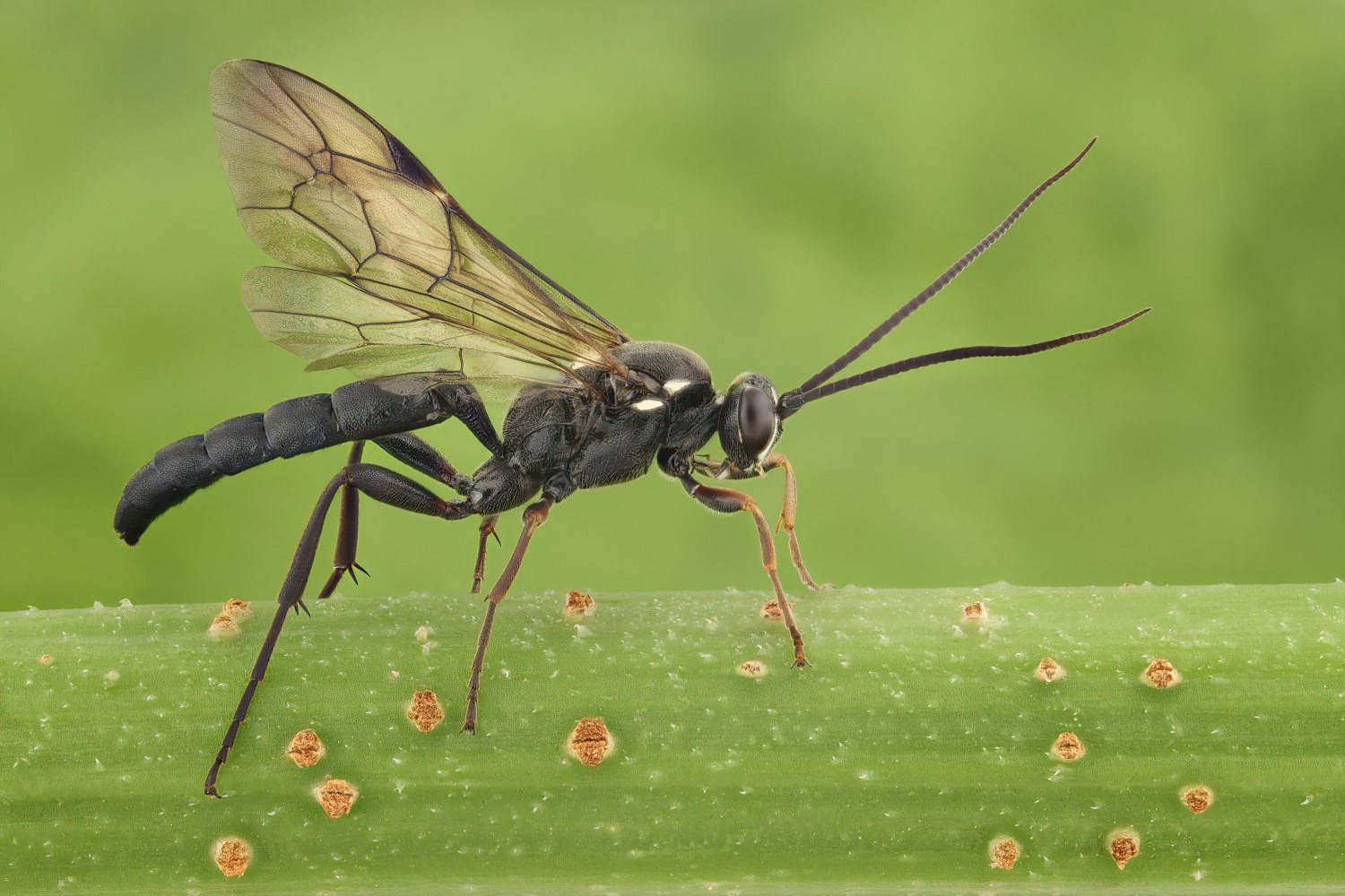 Coelichneumon leucocerus, Ichneumoninae, male, Potštát, Lipná, V Zadku, 17.08.2025, no. 155/25