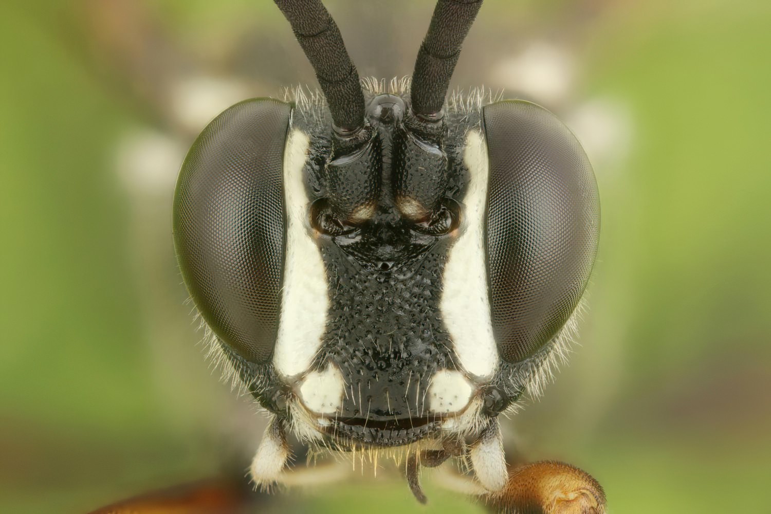 Coelichneumon leucocerus, Ichneumoninae, male, Potštát, Lipná, V Zadku, 17.08.2025, no. 155/25