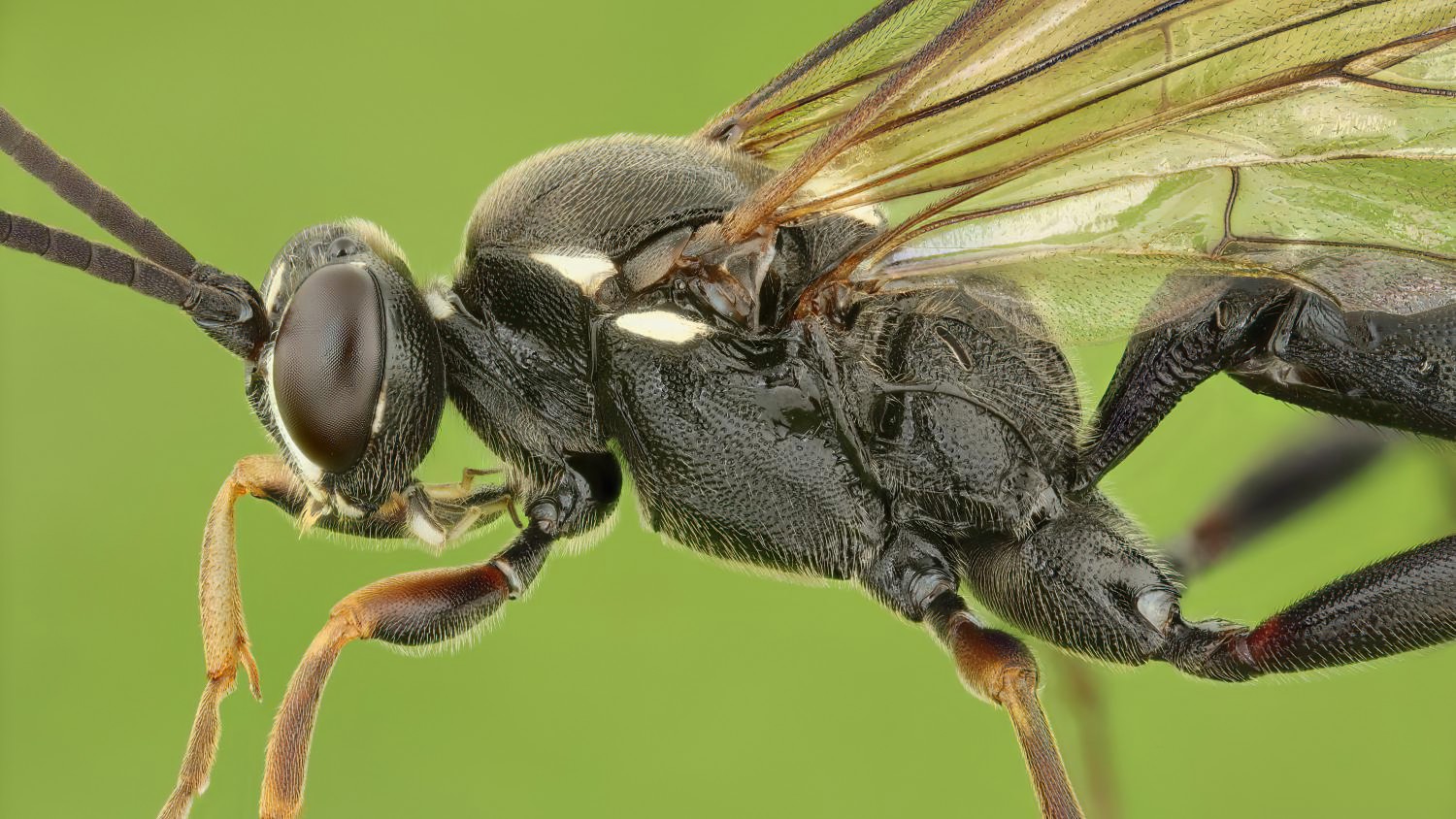 Coelichneumon leucocerus, Ichneumoninae, male, Potštát, Lipná, V Zadku, 17.08.2025, no. 155/25